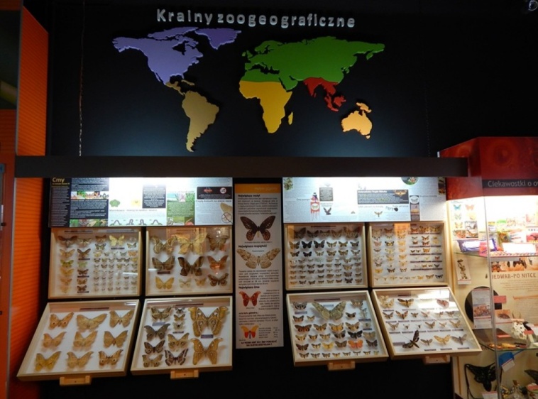 Muzeum Motyli 